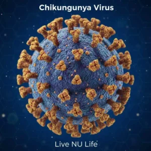 Mosquito transmitting the chikungunya virus to a human.