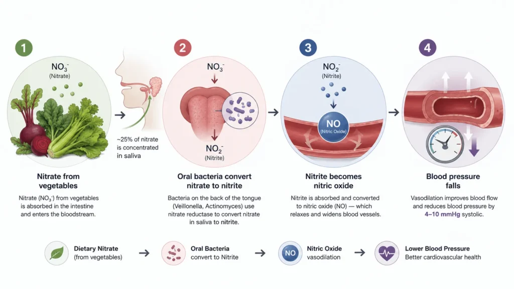 The Nitrate-Nitrite-Nitric Oxide Pathway: How It Works
